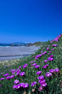 Blue Green Prints: NA, USA, CA, Ice Plant on California coastline Spring