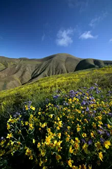 NA, USA, CA, Kern Co, Temblor Range, Wildflowers on hillside