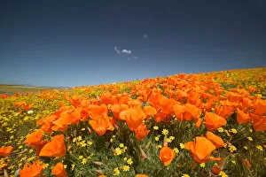 Images Dated 6th December 2006: NA, USA, CA, Lancaster, CA Poppies spring bloom