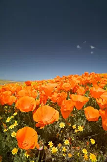 Images Dated 6th December 2006: NA, USA, CA, Lancaster, CA Poppies spring bloom