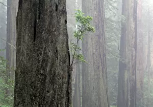 NA, USA, CA, Redwoods National Park