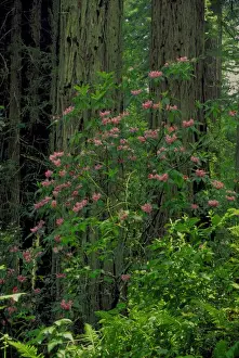 Images Dated 17th October 2005: NA, USA, CA, Redwoods NP, Spring Redwood Trees and Rhodies in bloom