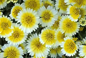 Bunch Prints: NA, USA, California, Carrizo Plain Tidy tips in full bloom