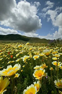 Images Dated 6th December 2006: NA, USA, California; Carrizo Plain. Wild flowers