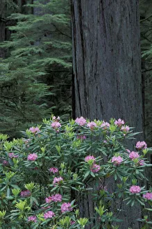 Images Dated 24th August 2004: NA, USA, California. Del Norte Coast State Park. Coast trail, old Highway 101 with Coast Redwoods