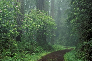 Images Dated 24th August 2004: NA, USA, California. Del Norte Coast State Park. Coast trail, old Highway 101 with Coast Redwoods