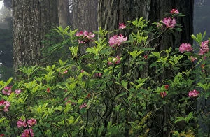 Images Dated 1st September 2003: N.A. USA, California, Del Norte Redwoods St. Park Rhodies and Redwoods