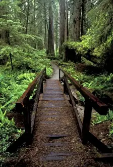 Foot Bridge Prints: NA, USA, California, Jedidiah Smith Redwoods State Park, Bridge over stream and redwoods