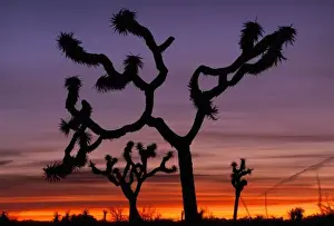 Joshua Tree Prints: NA, USA, California. Joshua Tree National Monument. Joshua Trees (Yucca brevifolia)