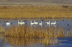 Images Dated 14th April 2004: NA, USA, California, Klamath Basin Trumpeter swans, coots and ducks