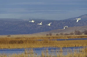 Images Dated 14th April 2004: NA, USA, California, Klamath Basin Trumpeter swans in flight