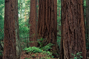 Images Dated 5th January 2005: NA, USA, California, Marin County, Muir Woods National Monument, Coast Redwoods