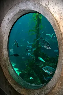 Kelp Prints: NA, USA, California, Monterey. Fish swim in an underwater display at the Monterey