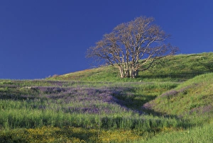 Images Dated 24th August 2004: NA, USA, California. Redwood National Park. Lupine and Oak Trees
