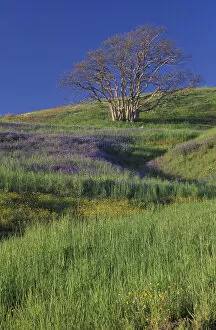 Images Dated 24th August 2004: NA, USA, California. Redwood National Park. Lupine and Oak Trees