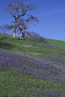 Images Dated 24th August 2004: NA, USA, California. Redwood National Park. Lupine and Oak Trees