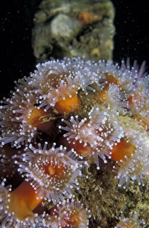 NA, USA, California, Santa Barbara Islands Strawberry anemones