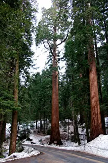 NA, USA, California, Seuqoia National Park. Giant redwood trees