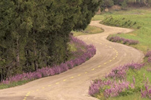 N.A. USA, California Winding road lined with lupine flowers