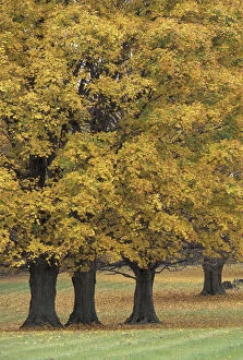 NA, USA, Central Kentucky Maple trees in autumn