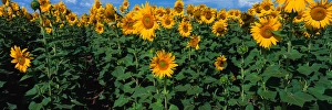 Blue Green Prints: NA, USA, CO, Sunflower Field in Bloom