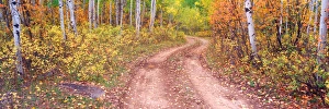 World Prints: NA, USA, Colorado, Kebler Pass, Aspen Grove Autumn Color