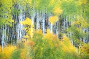 N.A. USA, Colorado, Kebler Pass Aspens in fall colors (in and out focus)