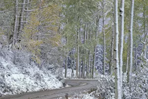 NA, USA, Colorado, Kebler Pass Fresh snow, autumn snow storm, Kebler Pass Road