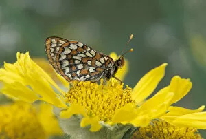 NA, USA, Colorado, Mt. Evans Anicia Checkerspot (Euphydryas anicia)