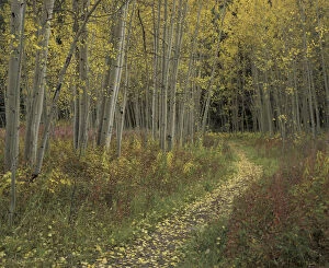 Images Dated 27th May 2004: N.A. USA, Colorado, San Isabel National Forest Pathway thru autumn aspen trees