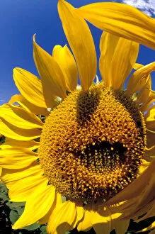 Images Dated 24th March 2005: Na, USA, Colorado, Sunflowers