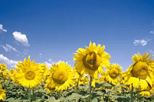 Images Dated 24th March 2005: Na, USA, Colorado, Sunflowers