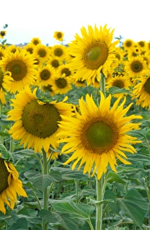Images Dated 24th March 2005: Na, USA, Colorado, Sunflowers