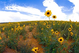 Images Dated 24th March 2005: Na, USA, Colorado, Sunflowers, Wild Sunflowers