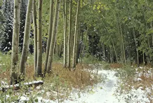 White River Prints: NA, USA, Colorado, White River National Forest Light snow and quaking aspen trees