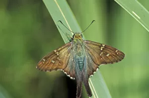 Images Dated 20th February 2004: NA, USA, Florida, Cedar Key Long-tailed skipper (Urbanus proteus) on a palm frond