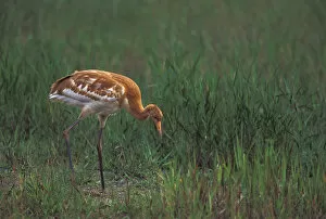 NA, USA, Florida, Central Florida 2-month-old Whooping crane chick (Grus americana)