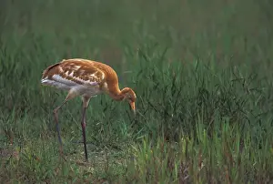Neck Prints: NA, USA, Florida, Central Florida 2-month-old Whooping crane chick (Grus americana)