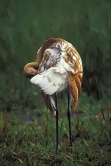 Neck Prints: NA, USA, Florida, Central Florida 3-month-old Whooping crane chick (Grus americana)