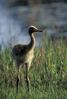 Neck Prints: NA, USA, Florida, Central Florida 4-week-old Whooping crane chick (Grus americana)