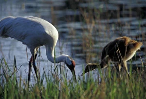 Images Dated 14th April 2005: NA, USA, Florida, Central Florida 4-year-old Whooping crane feeding 4-week-old chick