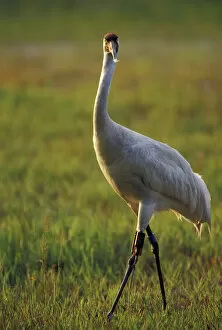 Images Dated 14th April 2005: NA, USA, Florida, Central Florida 4-year-old male Whooping crane (Grus americana)