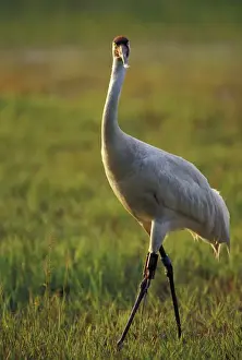 Neck Prints: NA, USA, Florida, Central Florida 4-year-old male Whooping crane (Grus americana)