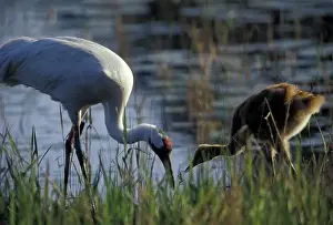 Gruidae Prints: NA, USA, Florida, Central Florida 4-year-old Whooping crane feeding 4-week-old chick