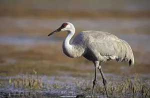 Gruidae Prints: NA, USA, Florida, central Florida pastureland Sandhill crane (Grus canadensis)