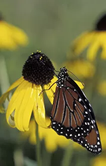Images Dated 27th May 2004: NA, USA, Florida, central Florida Queen butterfly on black-eyed susan (Danaus gillipus)