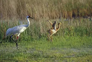 Gruidae Prints: NA, USA, Florida, Central Florida Whooping crane chick (Grus americana) tries