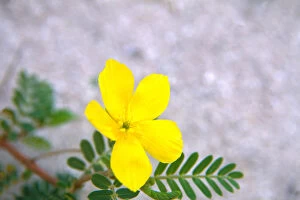 NA, USA, Florida, Florida Keys, Yellow Wildflower, Primerose