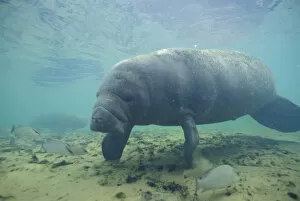 Images Dated 27th January 2004: NA, USA, Florida, Homossassa Manatee, endangered species