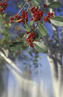 Holly Prints: NA, USA, Florida, Southwest Florida East Palatka holly (Ilex x attenuata, hybrid)